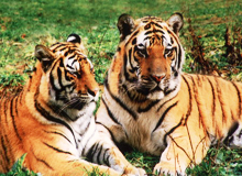 sibirischer tiger park
